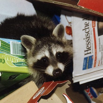Waschbär im Müll